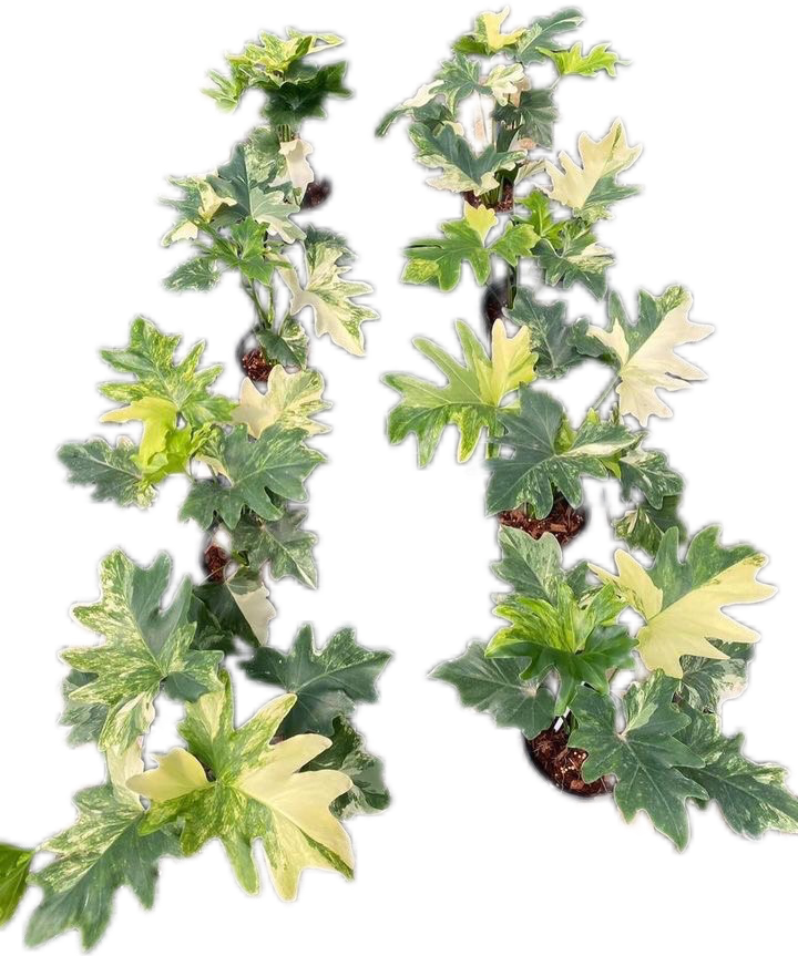Philodendron Selloum Variegated - Set of 5 Plants