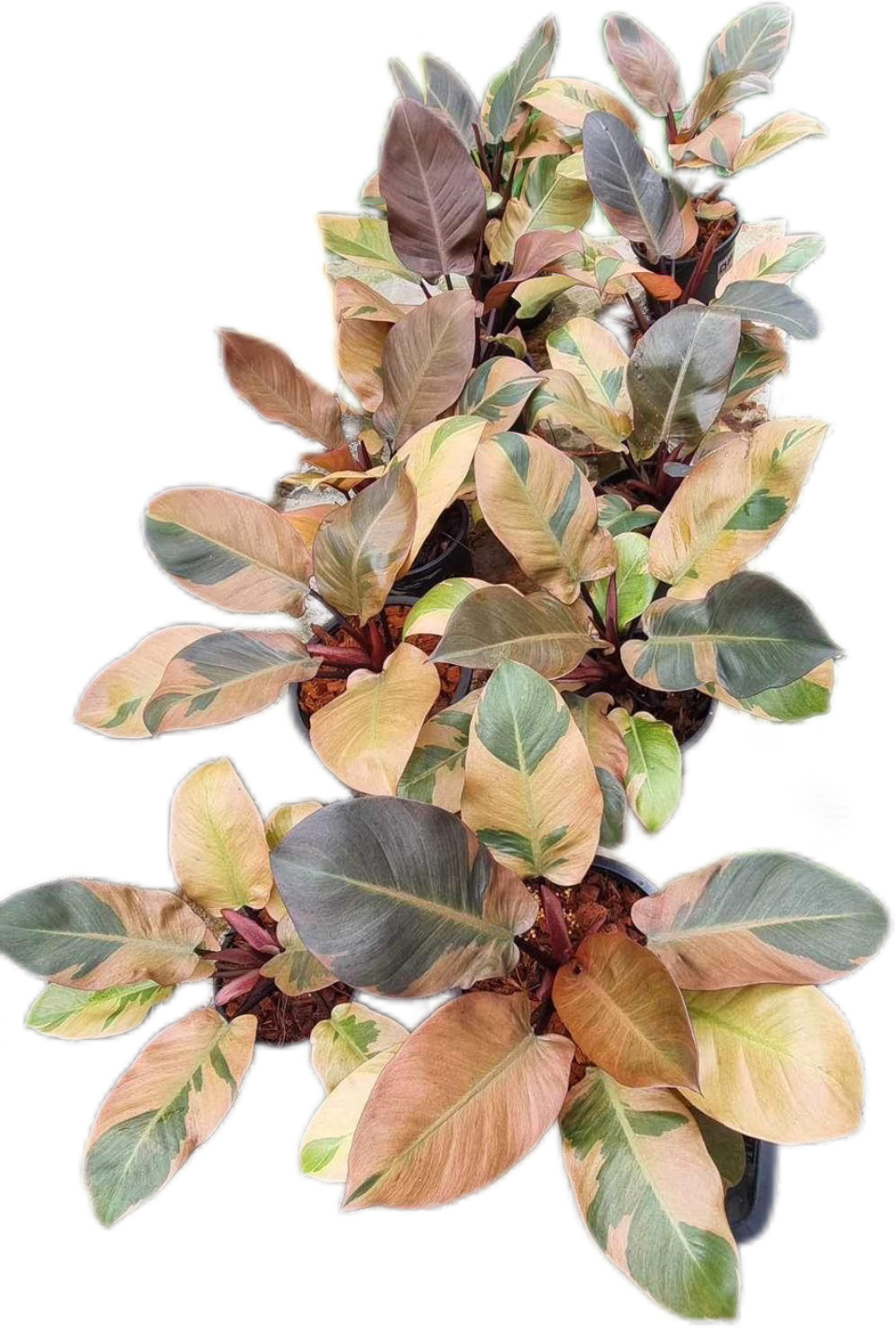 Philodendron Black Cardinal Variegated - Set of 10 plants