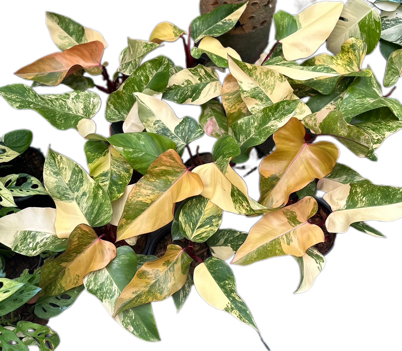 Philodendron Strawberry Shake Variegated - Set of 10 Plants