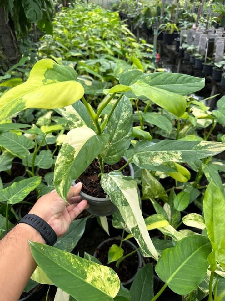 Philodendron Domesticum Variegated - Set of 10 Plants