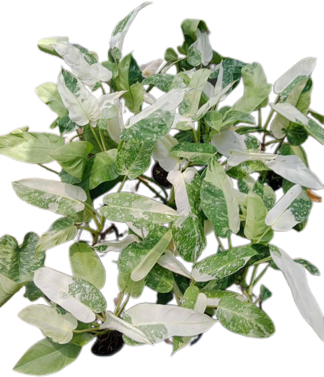 Philodendron Jose Buono Variegated - Set of 10 Plants