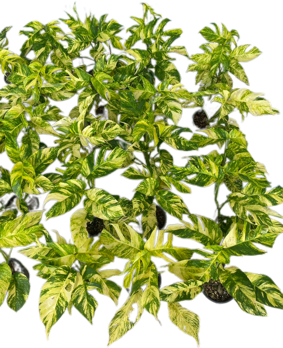 Epipremnum Pinnatum Golden Flame - Set of 10 Plants