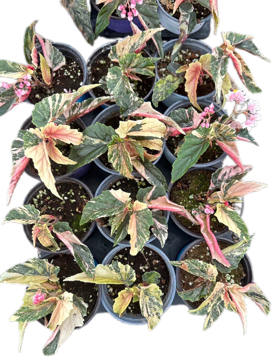 Begonia Ginny Galaxy Variegated – Set of 10 Plants