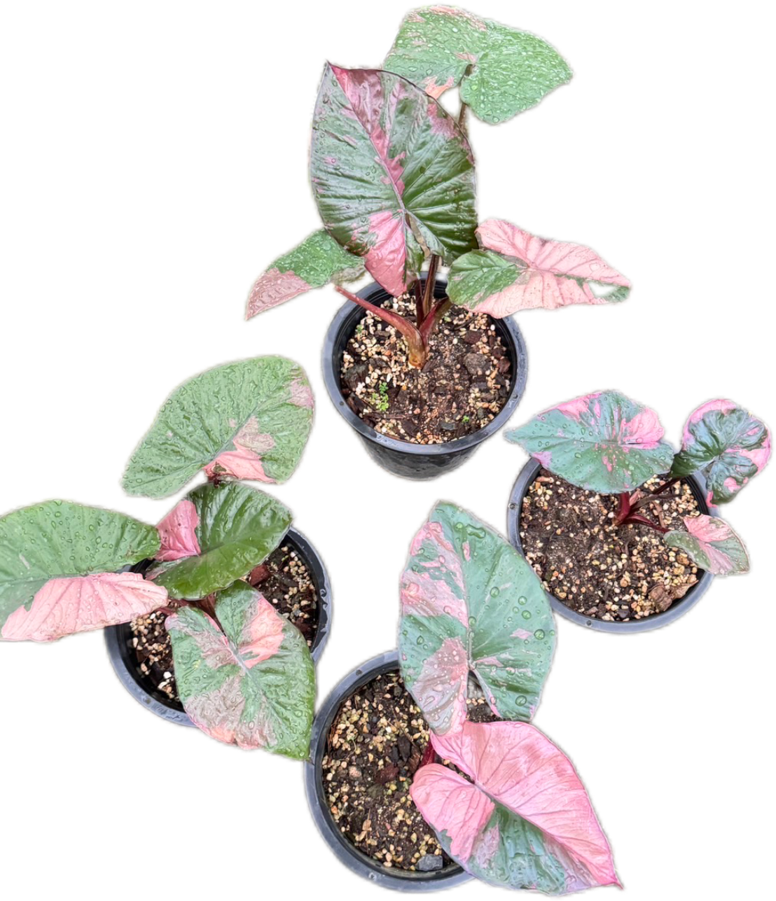 Alocasia Serendipity Pink Variegated – Set of 10 Plants – Lucky