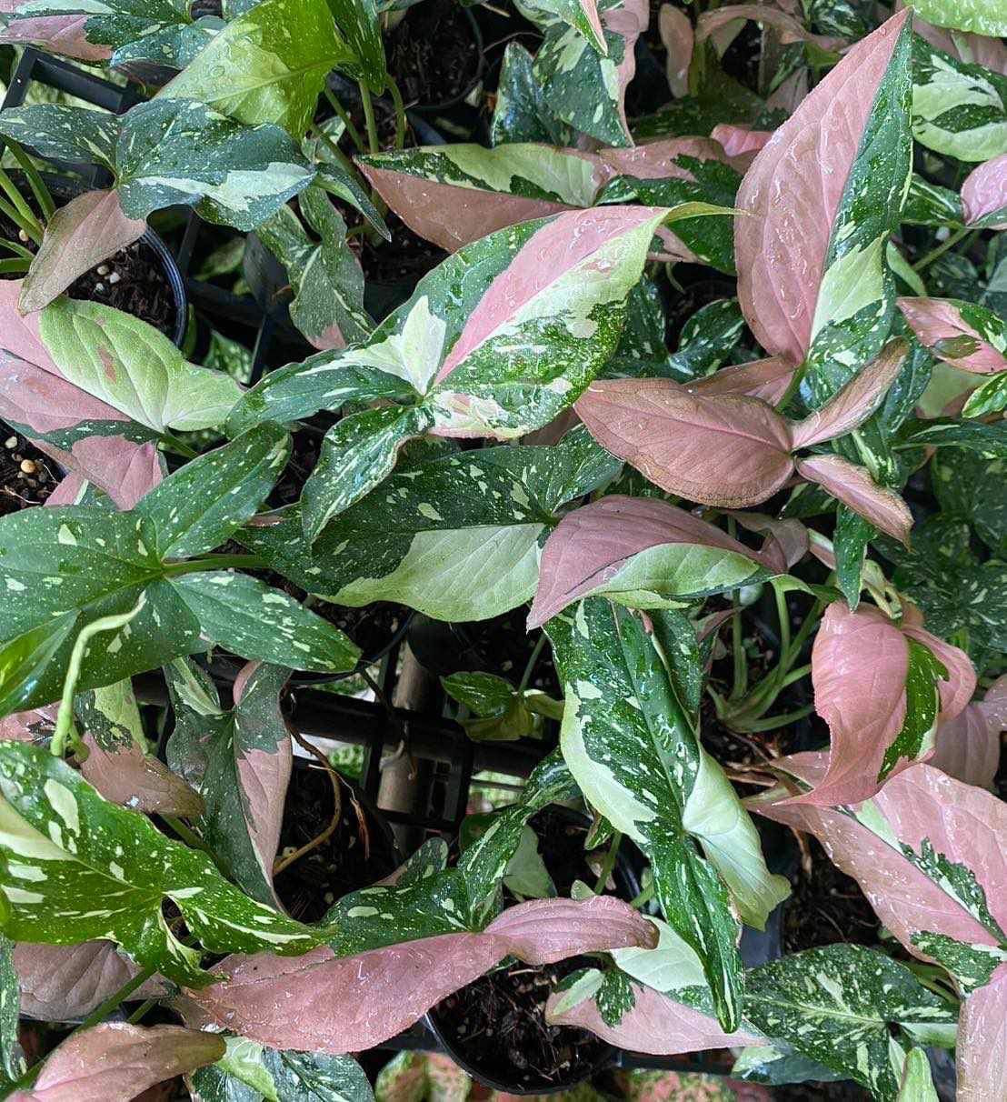 Syngonium Red Spot Tricolor – Set of 10 Plants