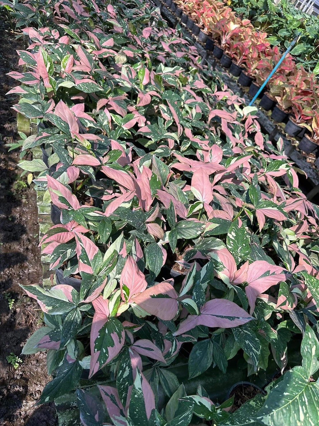 Syngonium Red Spot Tricolor – Set of 10 Plants