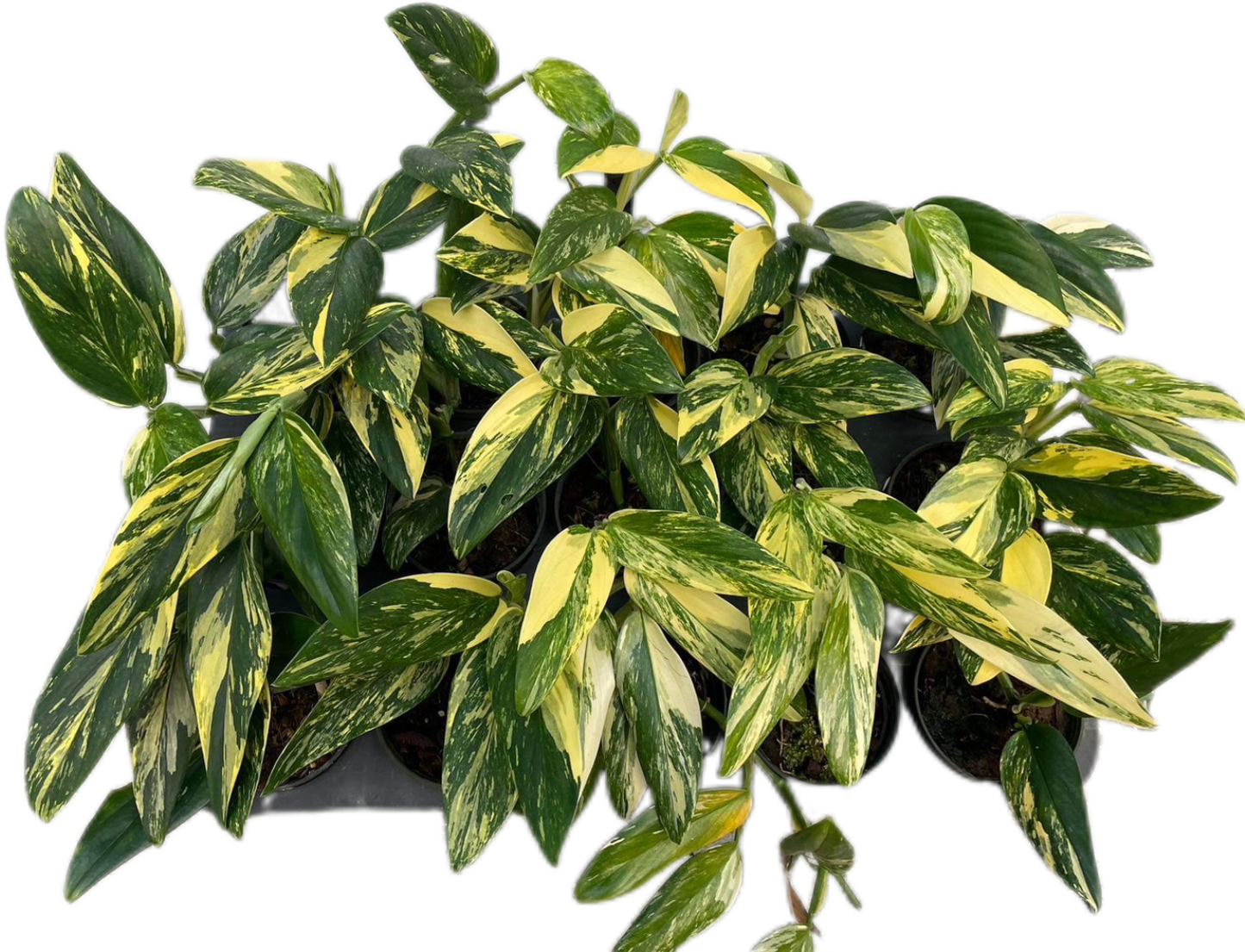Monstera Stanleyana Aurea Variegated – Set of 10 Plants