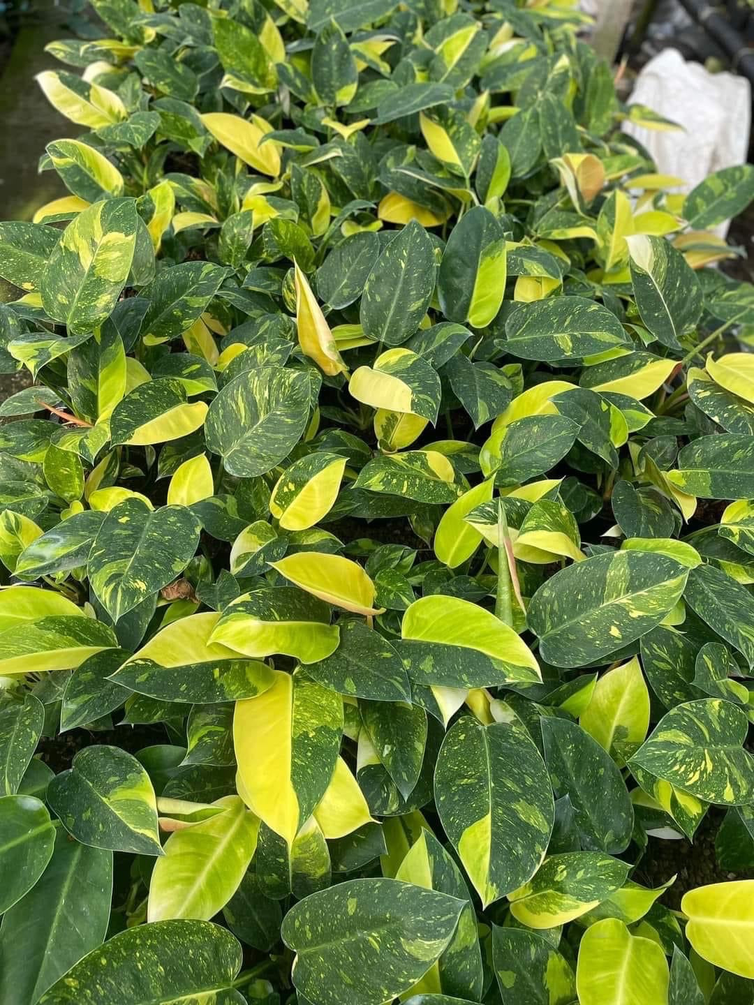 Philodendron Green Congo Hybrid Variegated – Set of 10 Plants