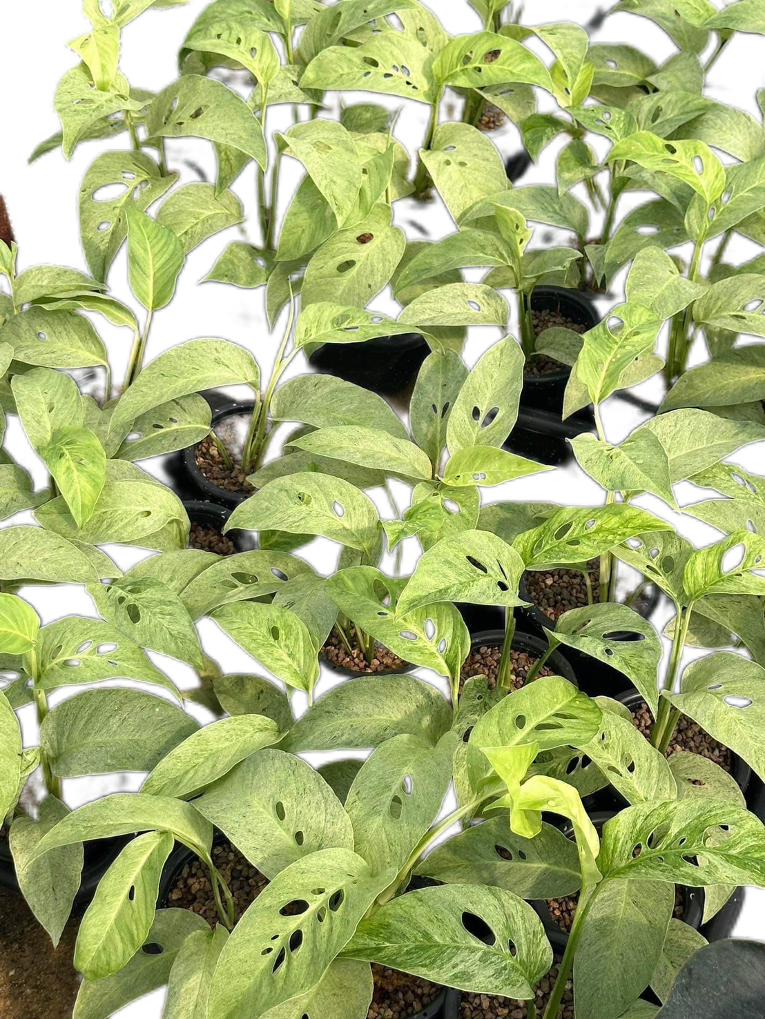 Monstera Adansonii Laniata Mint – Set of 10 Plants