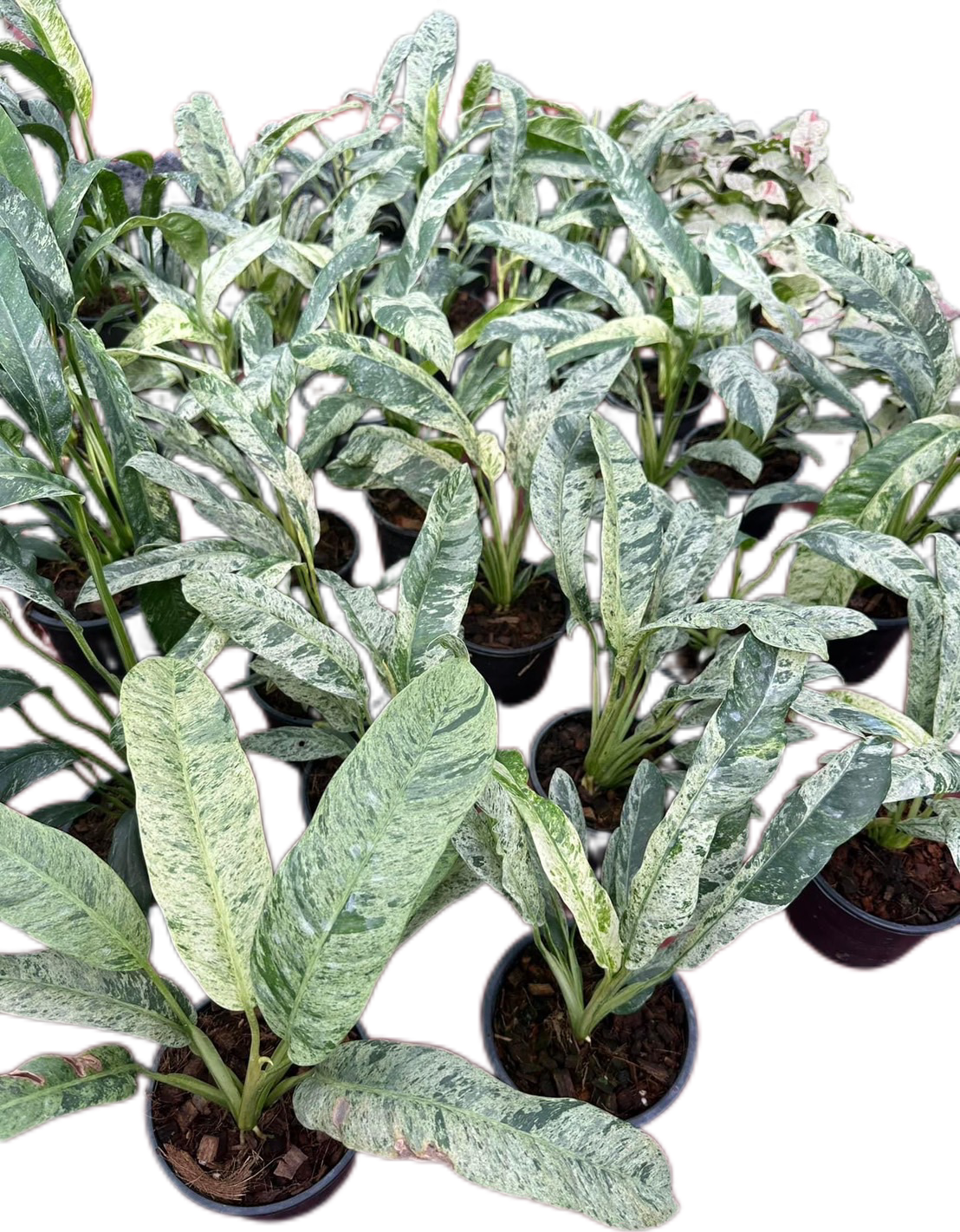 Epipremnum Giganteum Marble – Set of 10 Plants