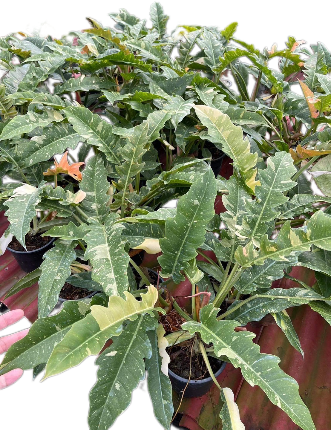 Philodendron Ring of Fire – Set of 10 Plants