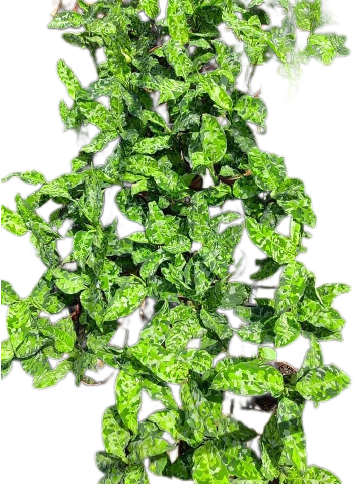 aglaonema pictum tricolor thailand Aglaonema Pictum Tricolor – Set of 10 Plants