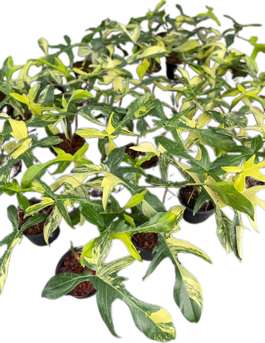 Philodendron Florida Beauty – Set of 10 Plants