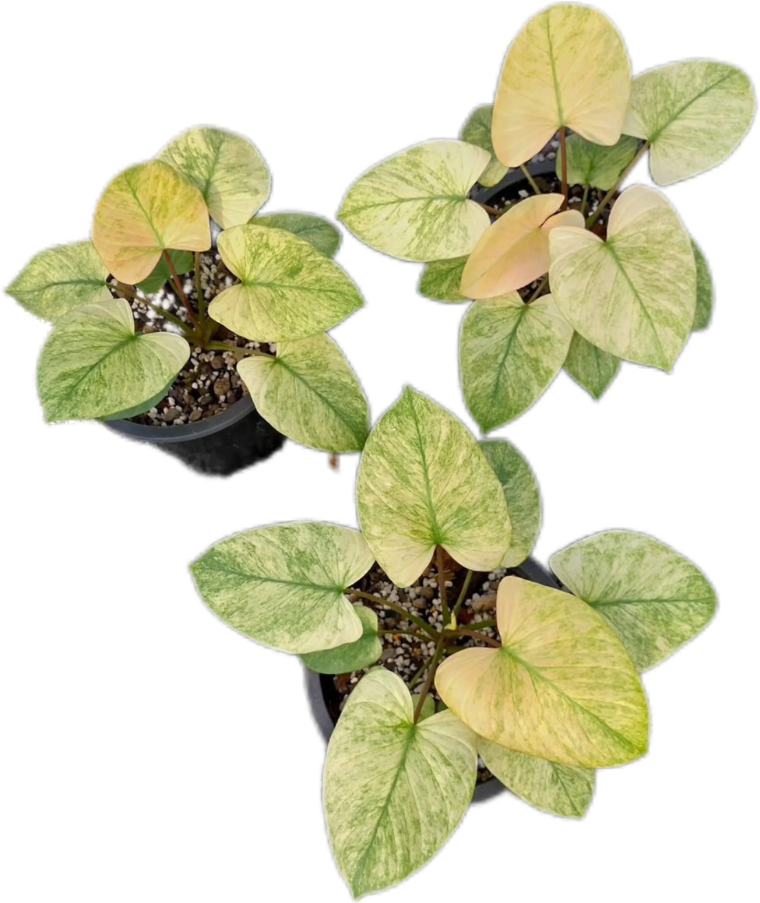 Homalomena Rubescens Peach Color – Set of 10 Plants