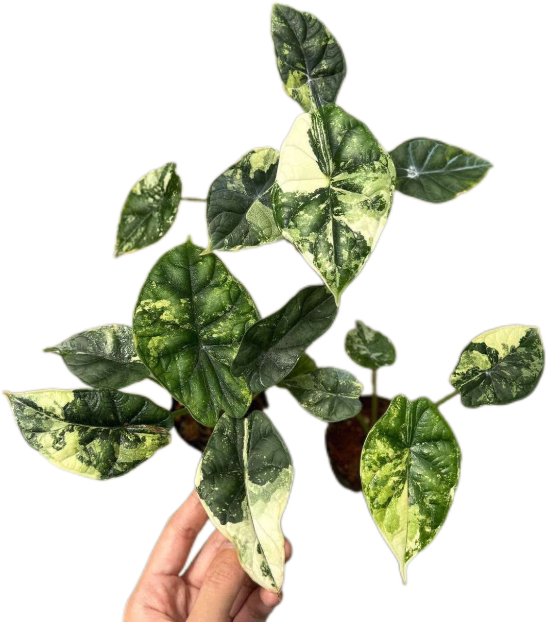 Alocasia Dragon Scale Variegated – Set of 10 Plants