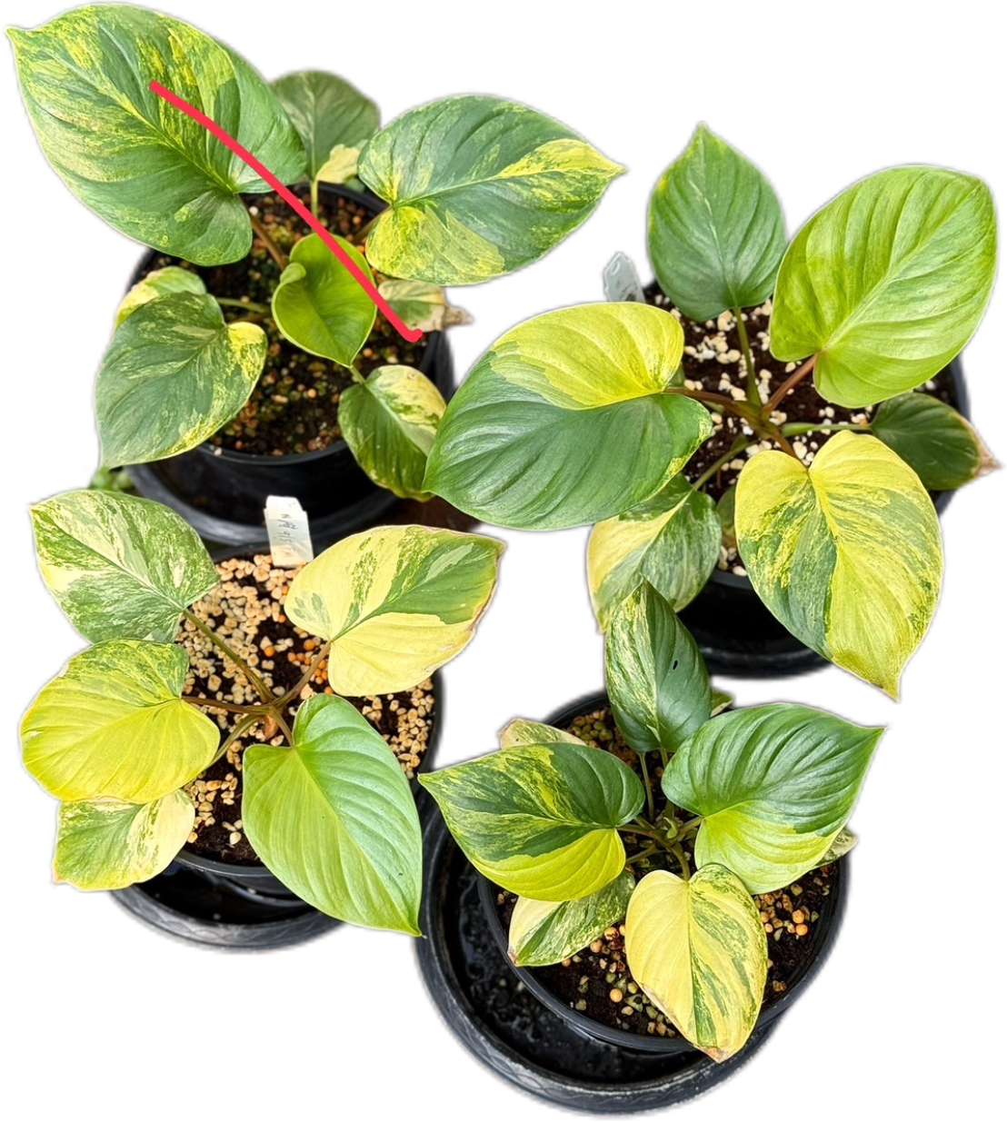 Homalomena Rubescens Aurea Variegated – Set of 10 Plants