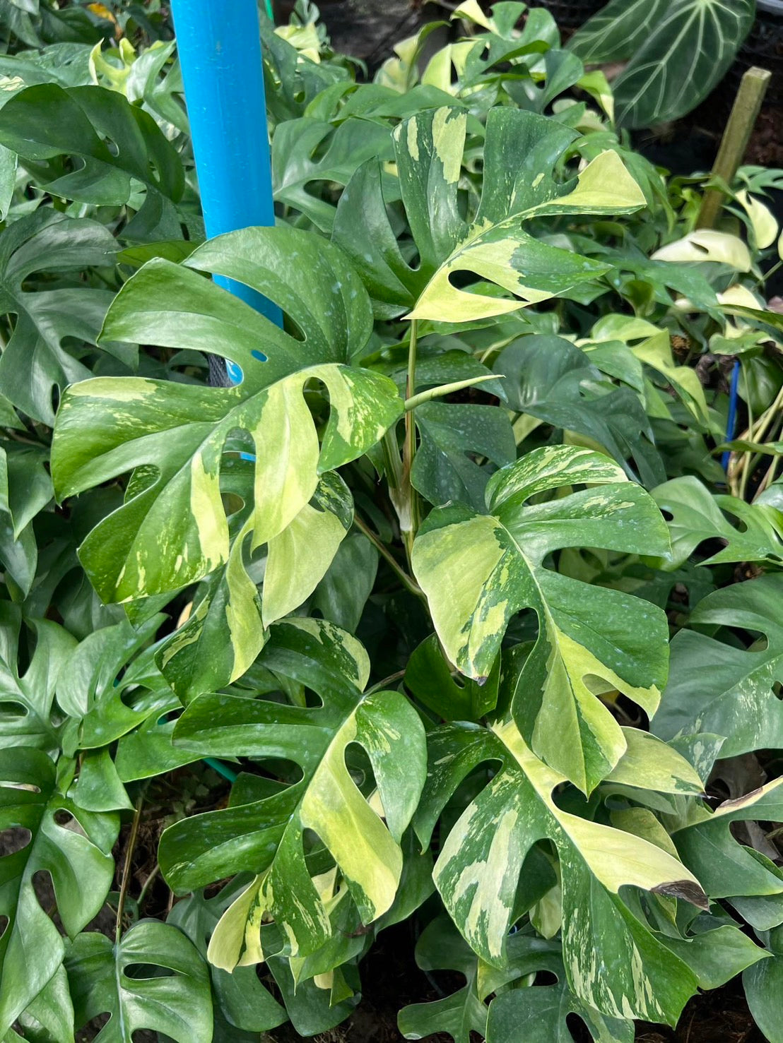 Rhaphidophora Tetrasperma Ginny Mini Monstera – Set of 10 Plants