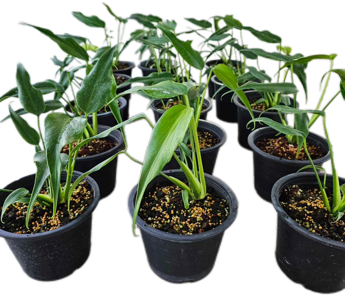 Monstera Burle Marx Flame – Set of 10 Plants