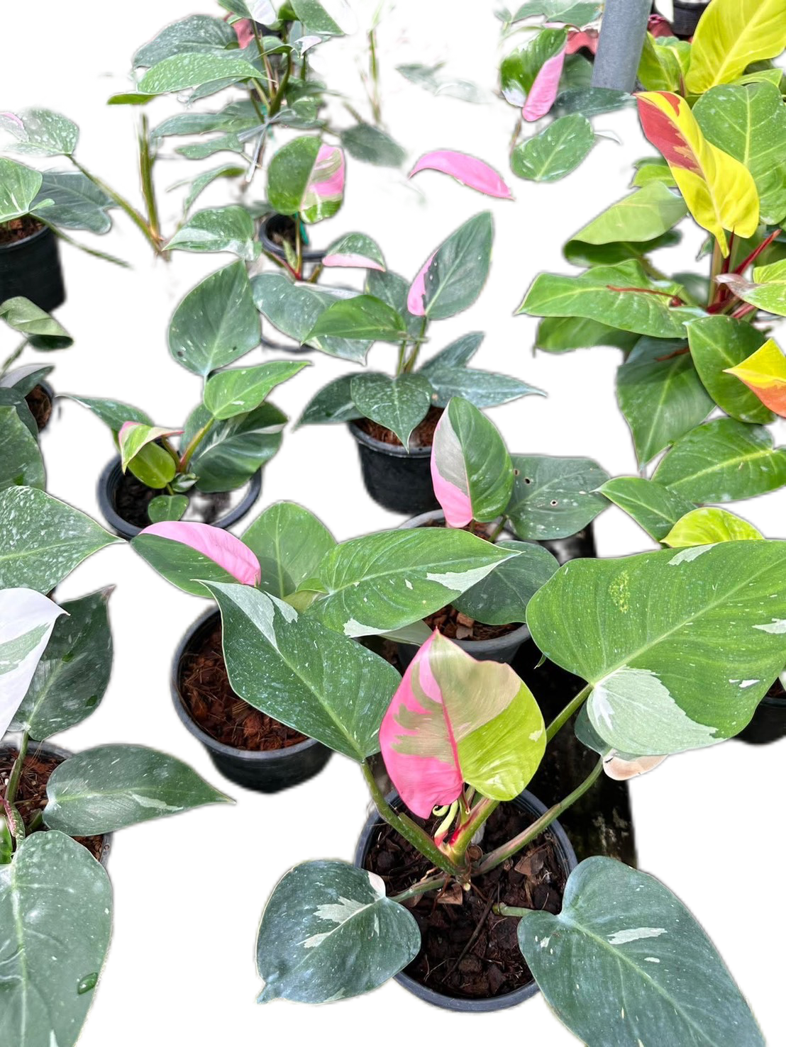 Philodendron White Princess with Pink Variegation – Set of 10 Plants