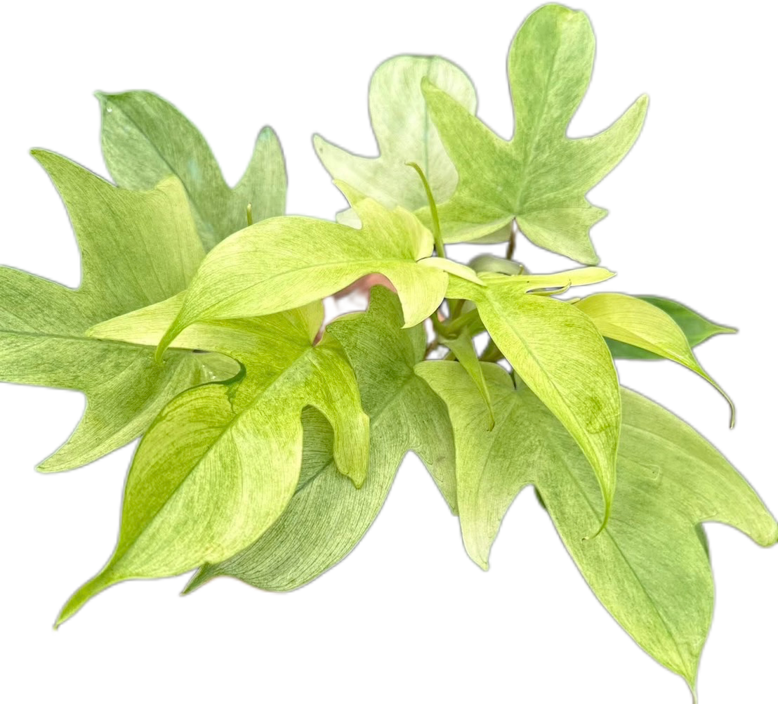 Philodendron Florida Ghost – Set of 10 Plants