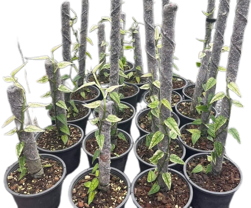 Epipremnum Cebu Blue Ghost – Set of 10 Plants