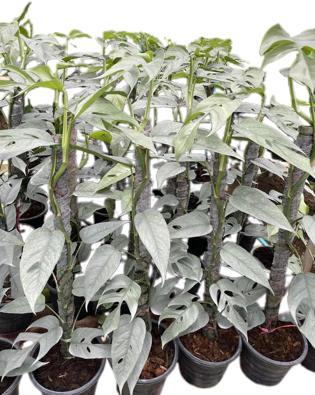 Epipremnum Cebu Blue – Premium Grade No. 1