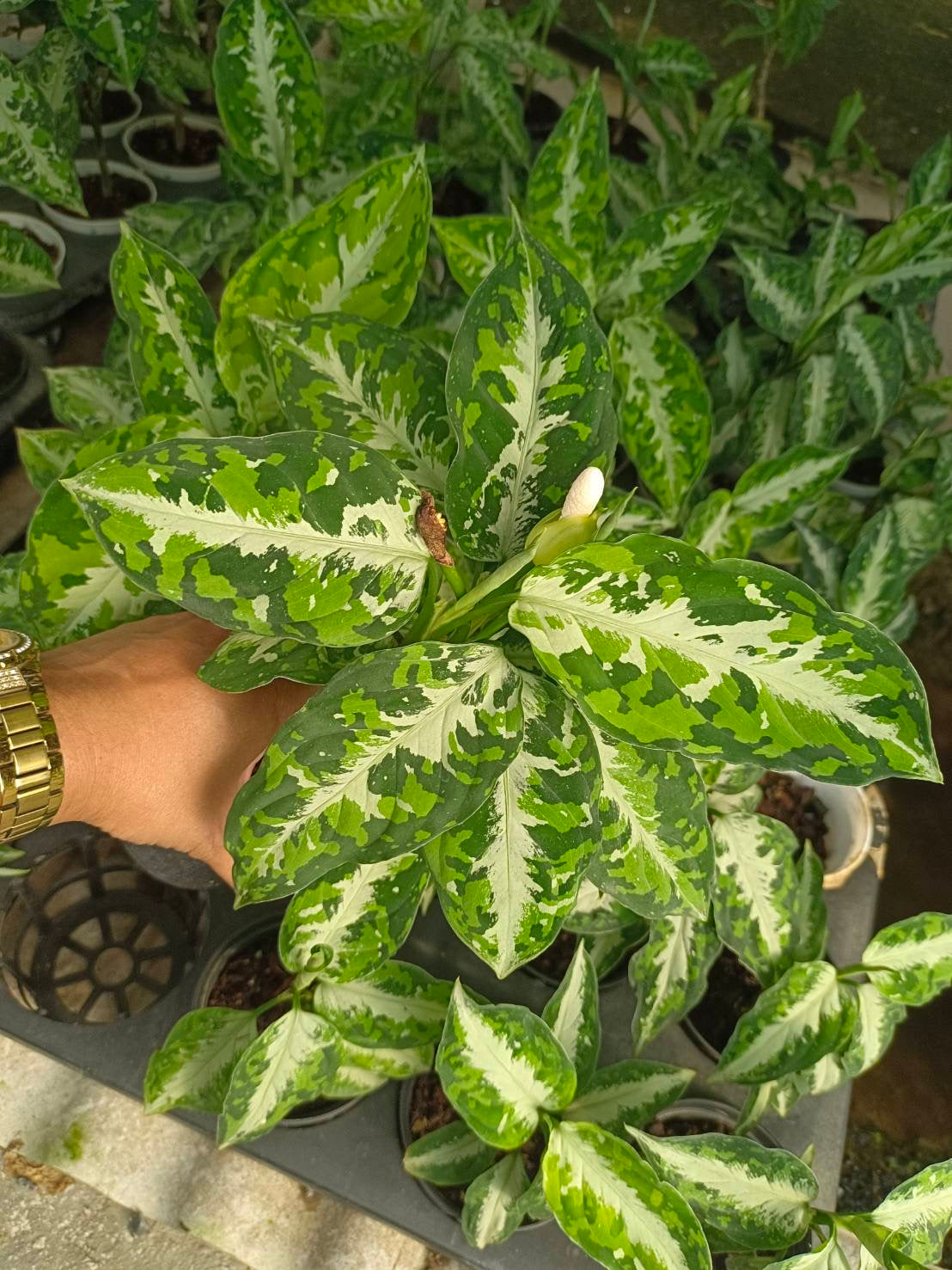 Aglonema pictum tricolor var.set 10 plants – Lucky Plants Thailand
