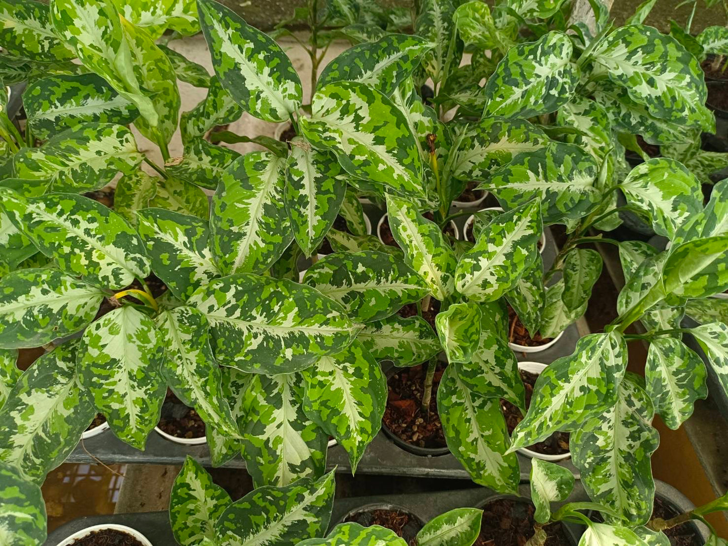 Aglonema pictum tricolor var.set 10 plants