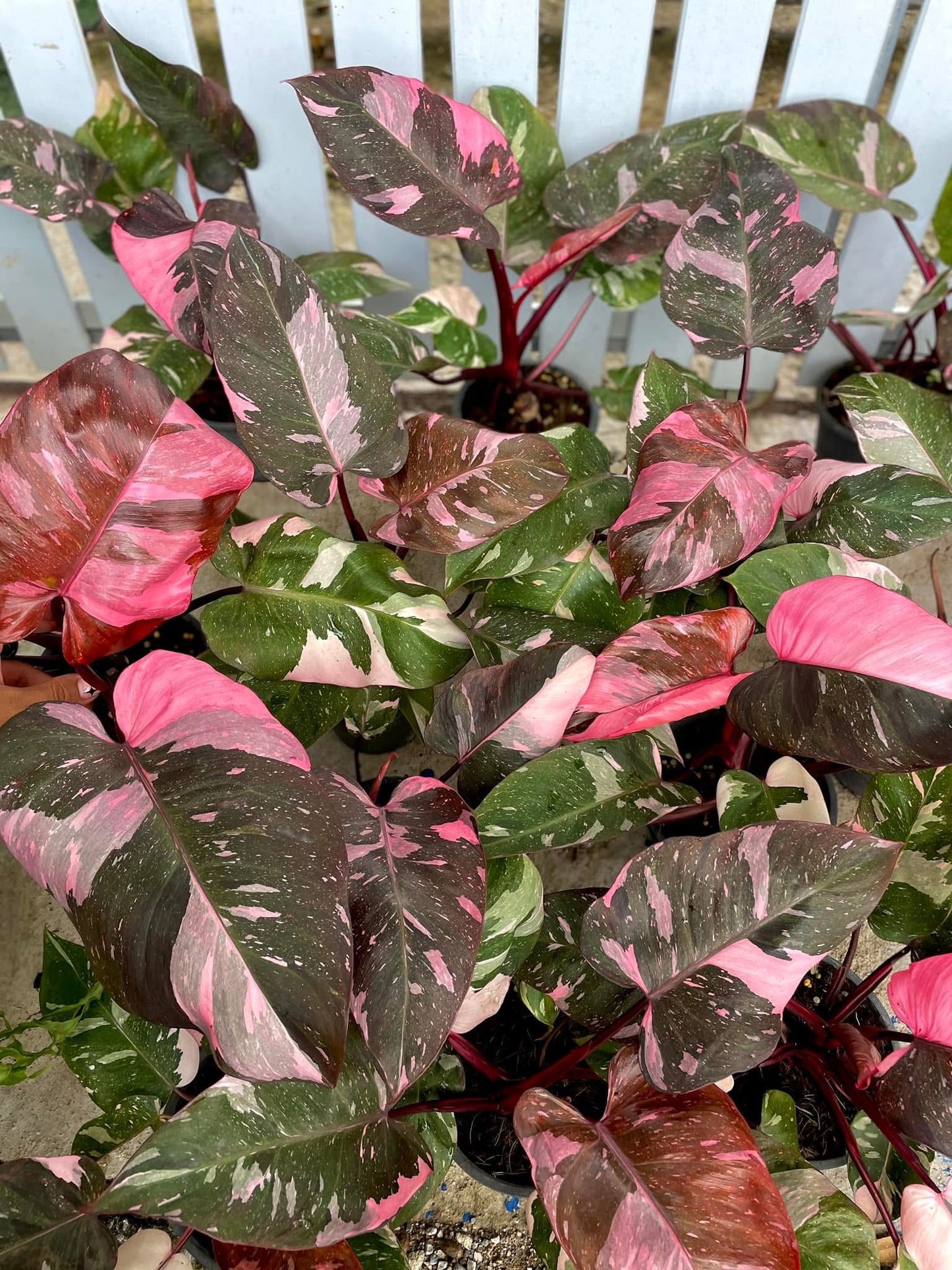 Philodendron Pink Princess Marble King - Set of 10 Plants