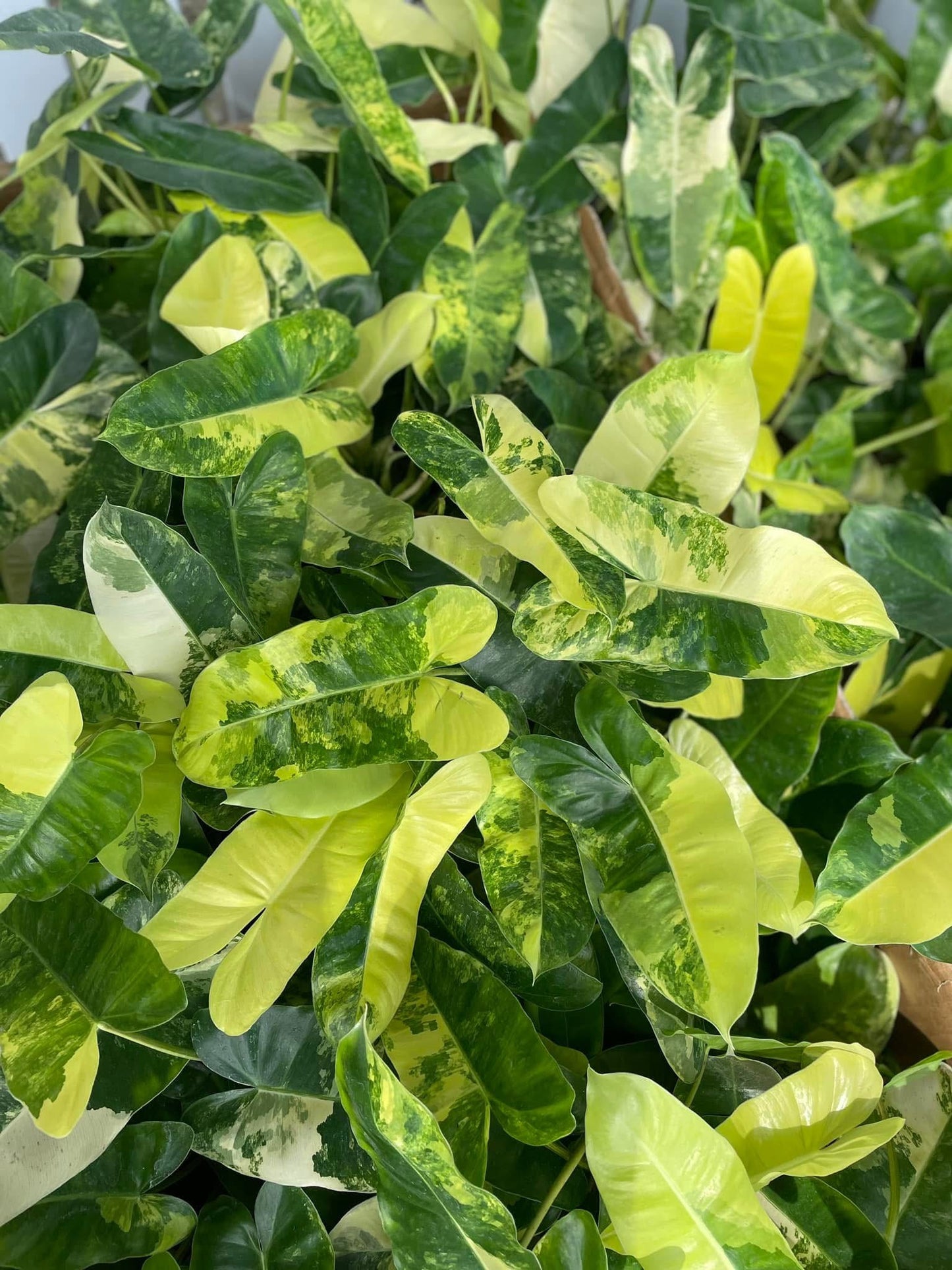 Philodendron Burle Marx Variegated - Set of 10 Plants