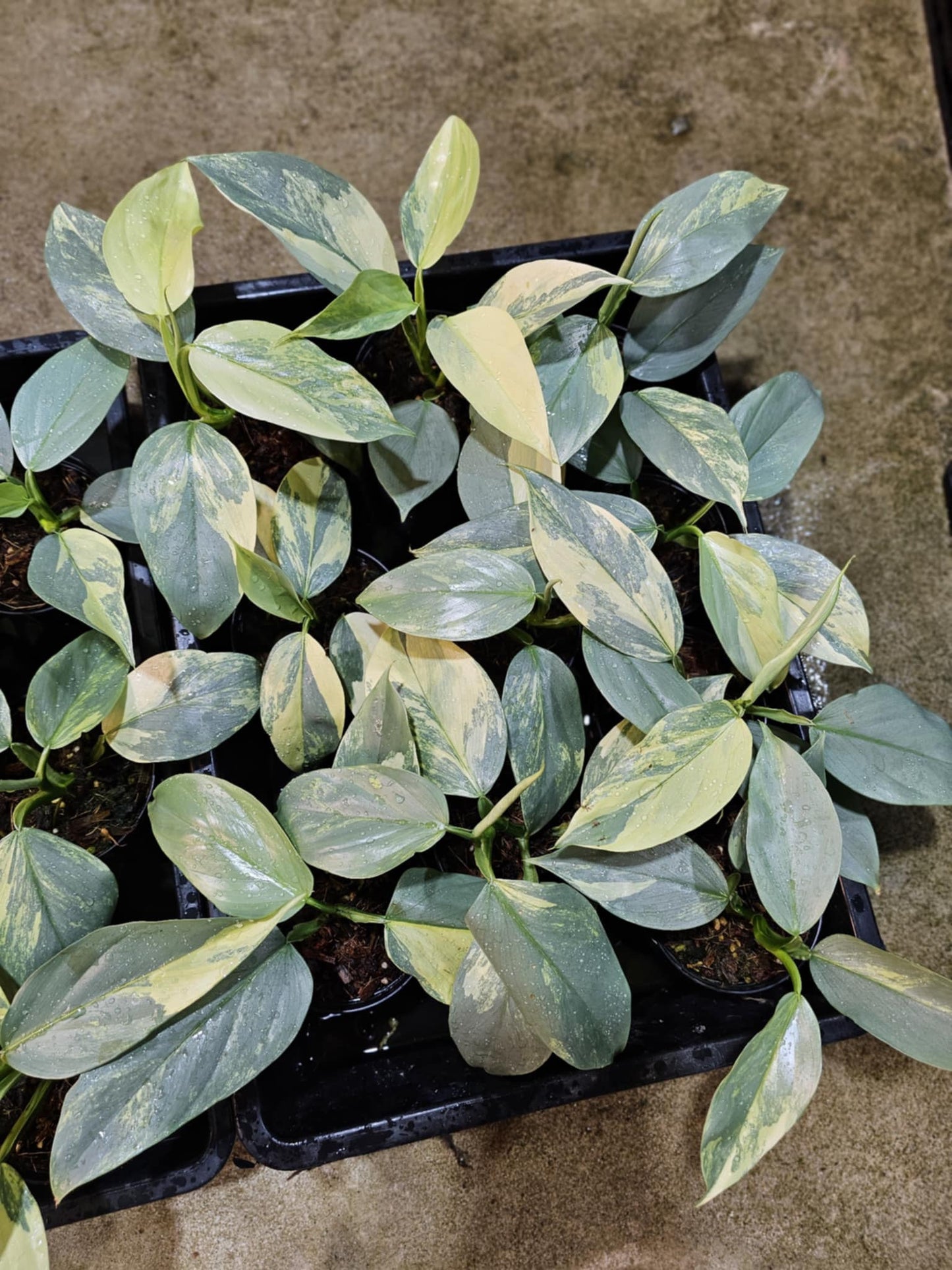 Philodendron Hastatum Silver Sword Variegated - Set of 10 Plants