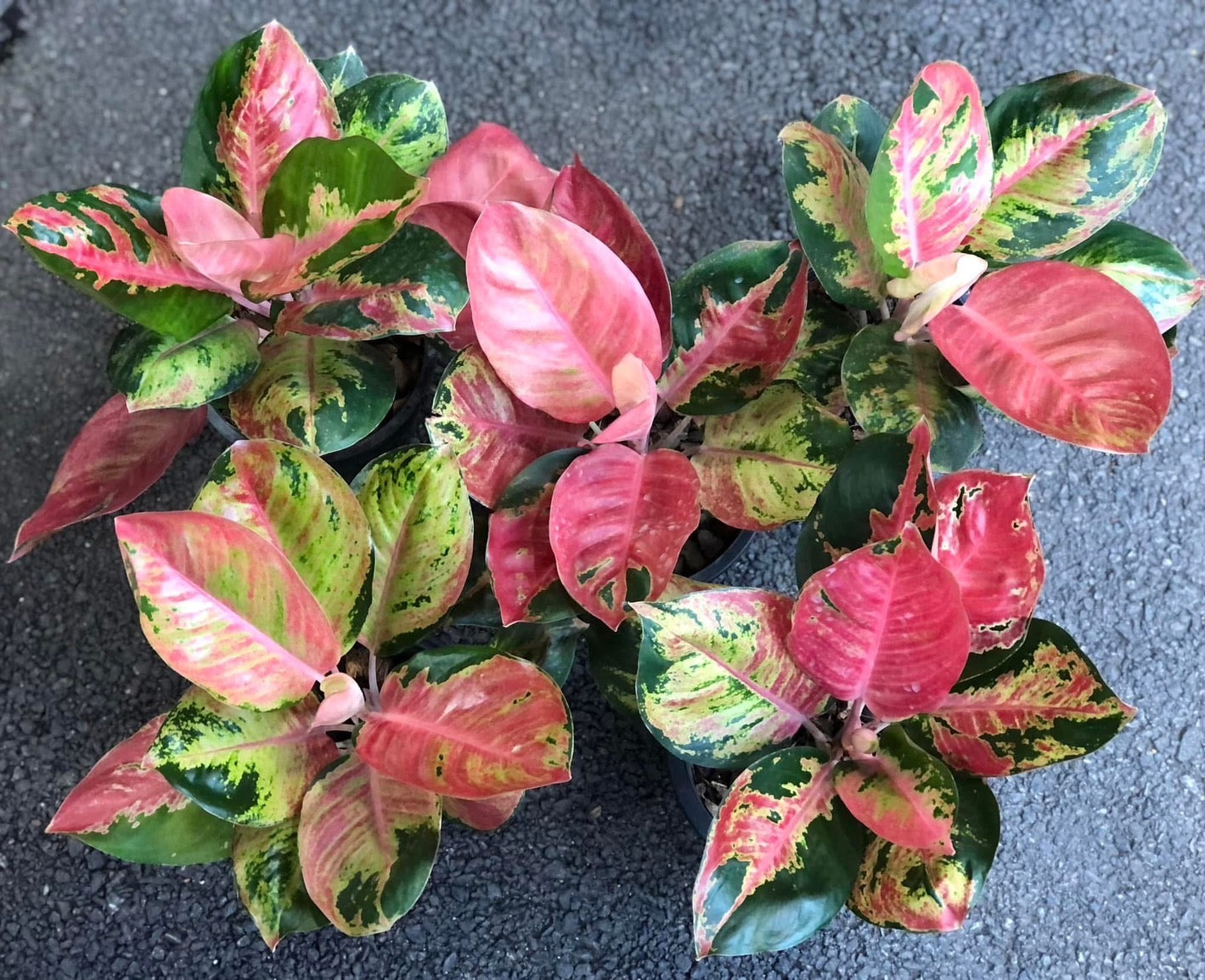 aglaonema cochinchinense Aglaonema kitty Cochin Set 10 pots – Lucky Plants Thailand
