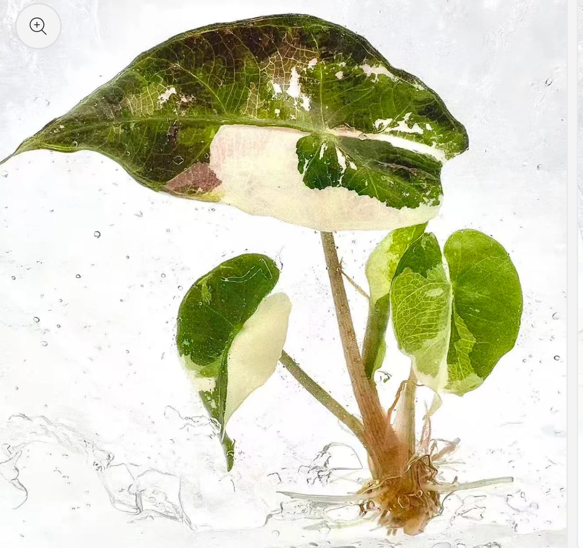 Plant Tissue Culture