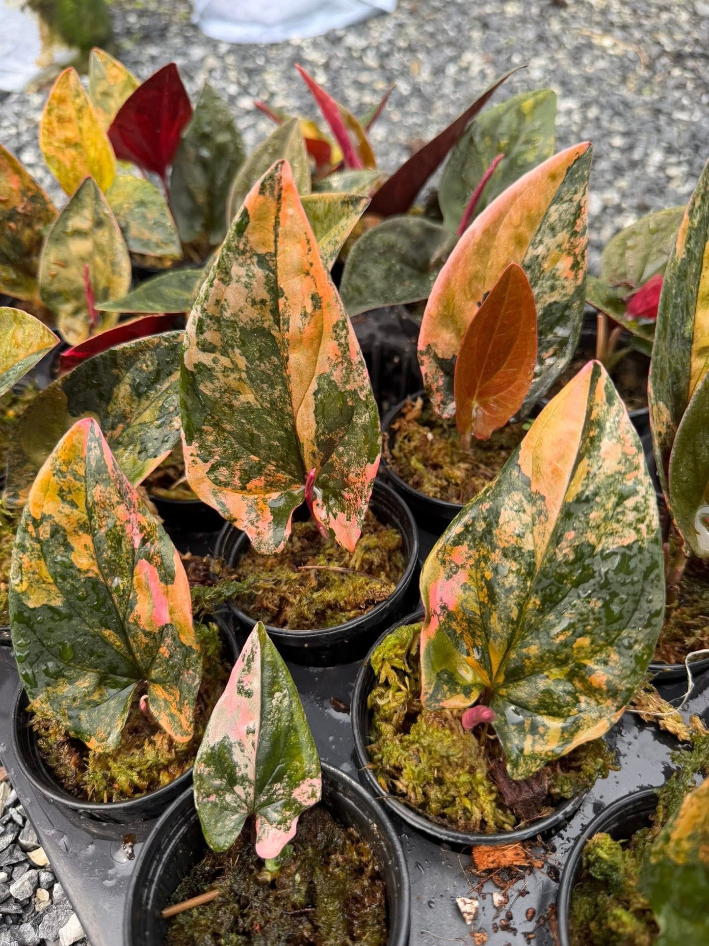 syngonium red arrow variegated-Set of 10 plants