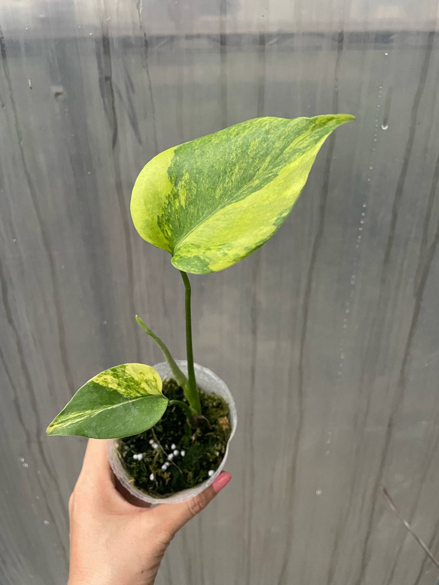 Monstera marilyn var. set 10 plants