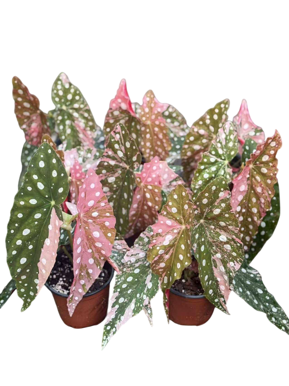 Begonia Maculata Pink Variegated – Lucky Plants Thailand