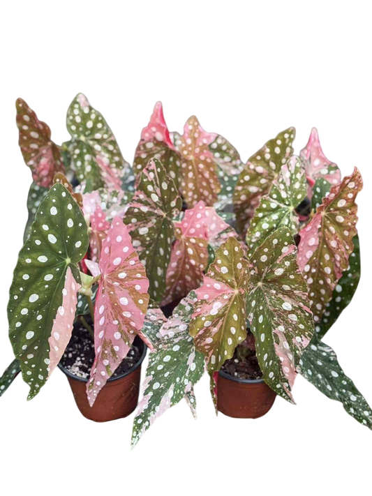 Begonia Maculata Pink Variegated
