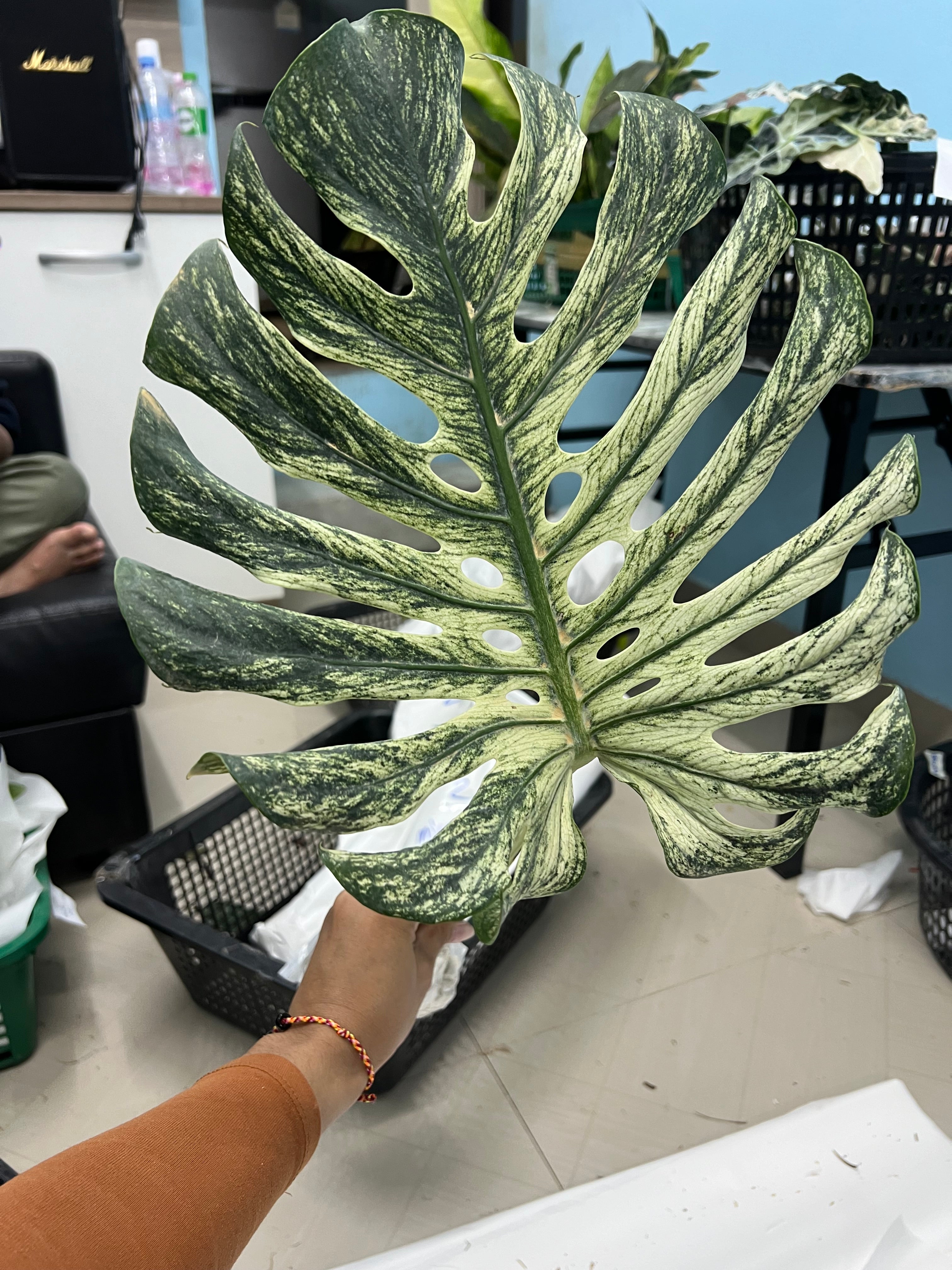Monstera devil monster (cutting one leaf many roots) – Lucky