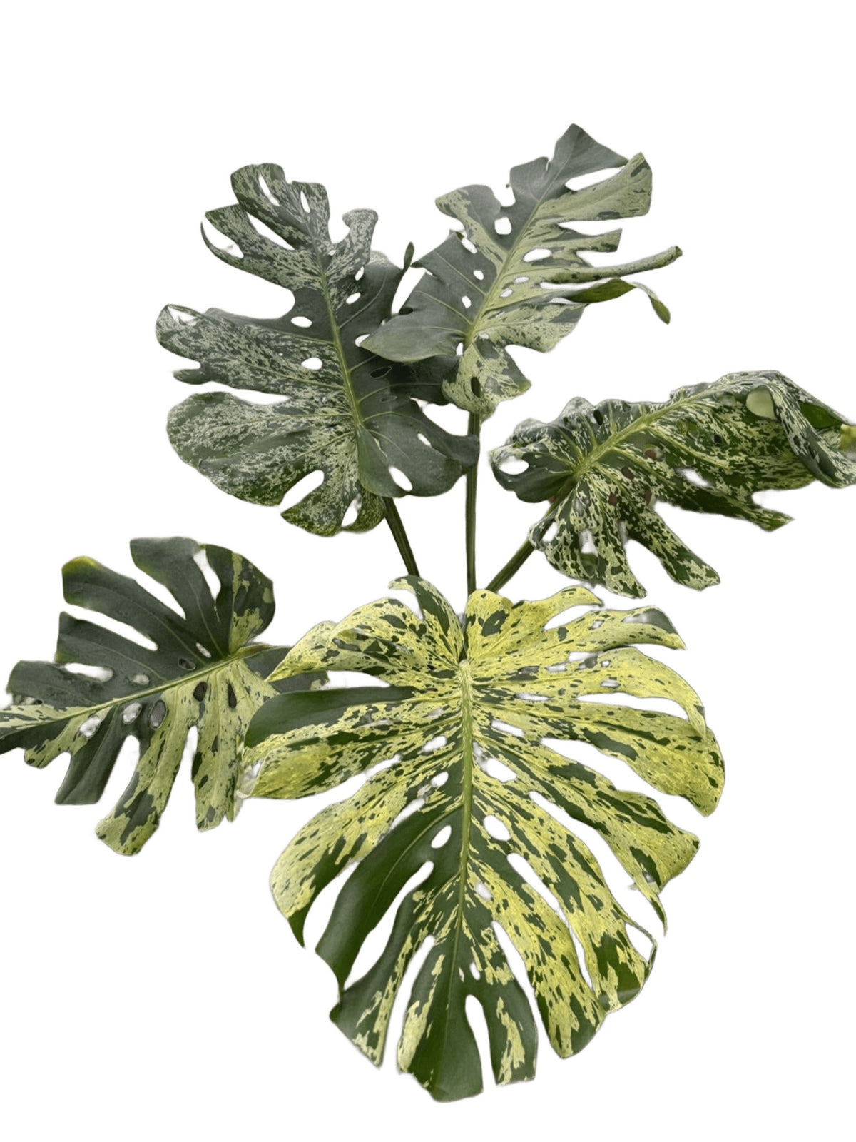 Monstera Deliciosa “Vietciosa” Large size