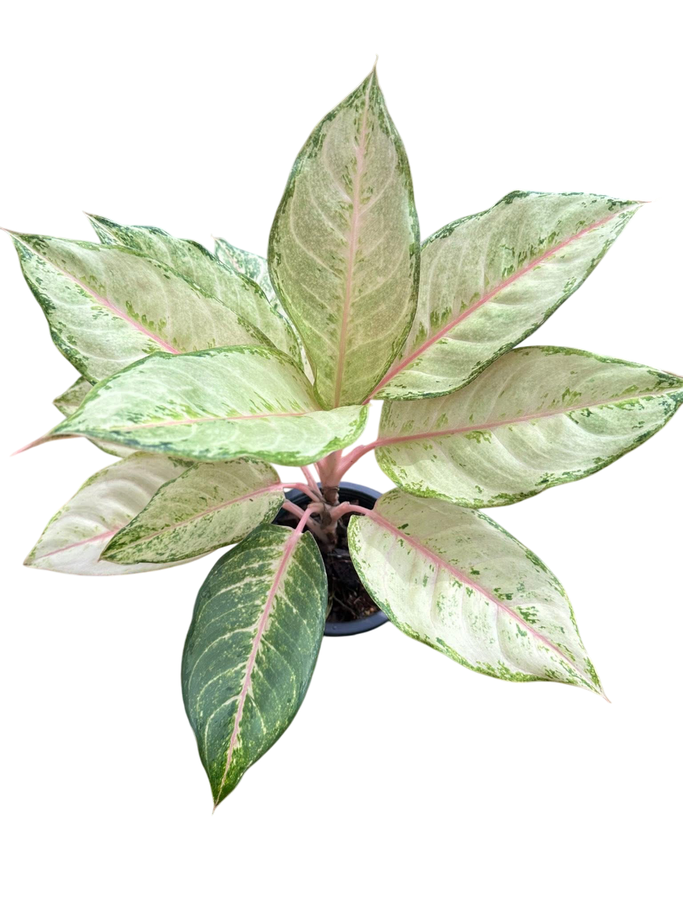 Aglaonema “Lucky” Wholesale of 10 Plants