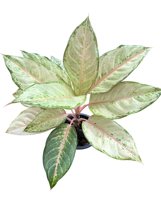 Aglaonema “Lucky” Wholesale of 10 Plants