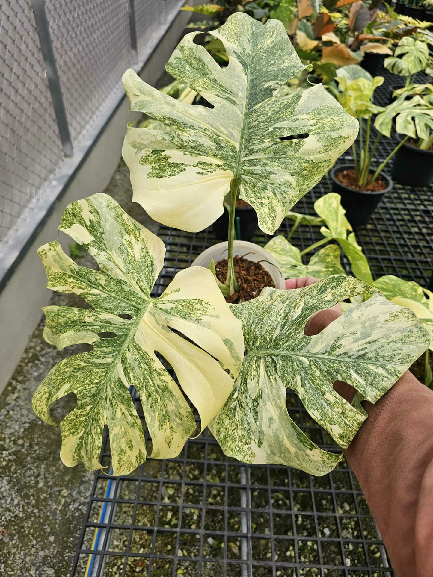 large monstera thai constellation Monstera Thai Constellation Legacy