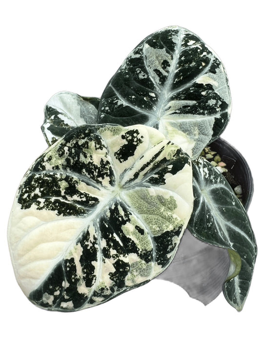 Alocasia ninja albo