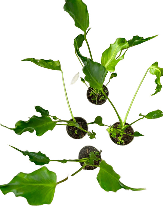 Monstera deliciosa “Unniiae” – Rare Collector’s Form