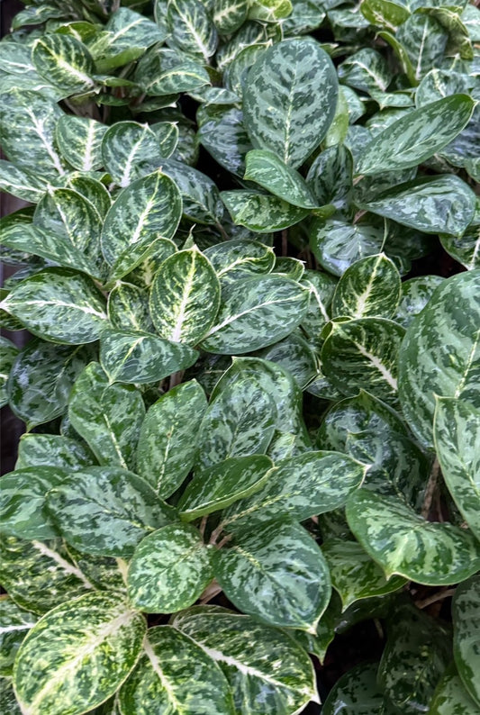 Aglaonema Green Papuma .Set of 10 plants