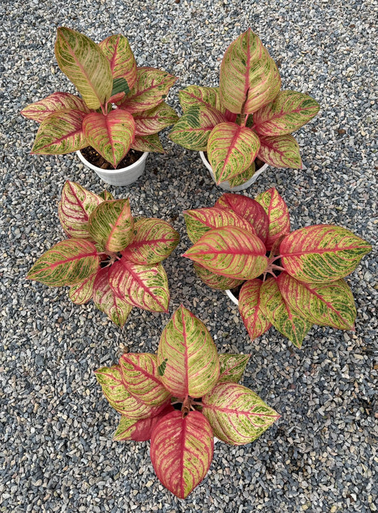 Aglaomena Super red Huges mutation