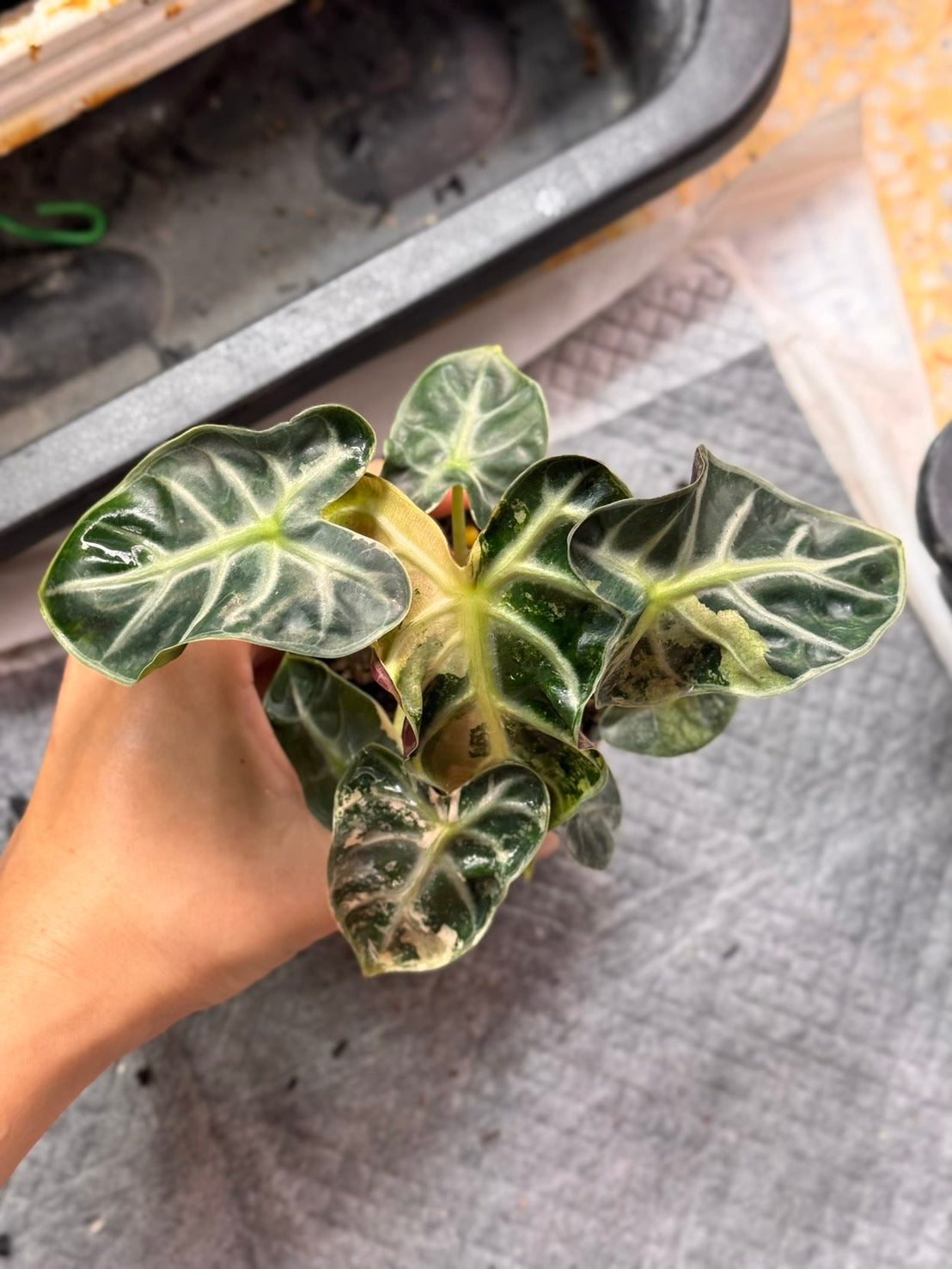 Alocasia Heart Balloon Pink Variegated (Set of 5)