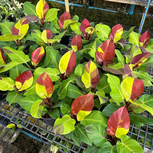 Philodendron Redmoon variegated -set 10 plants