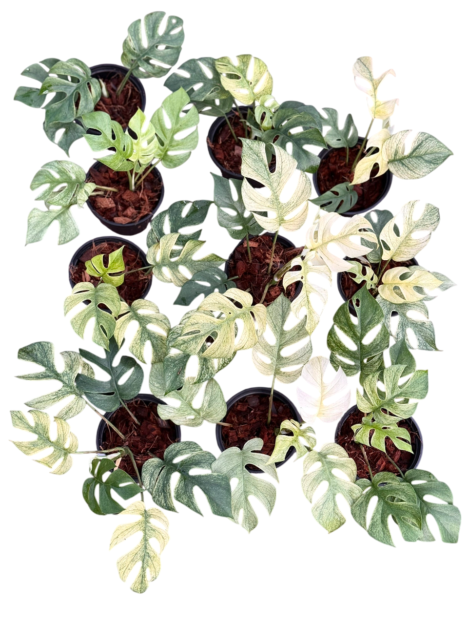 Rhaphidophora Tetrasperma white monster -Set of 5 plants