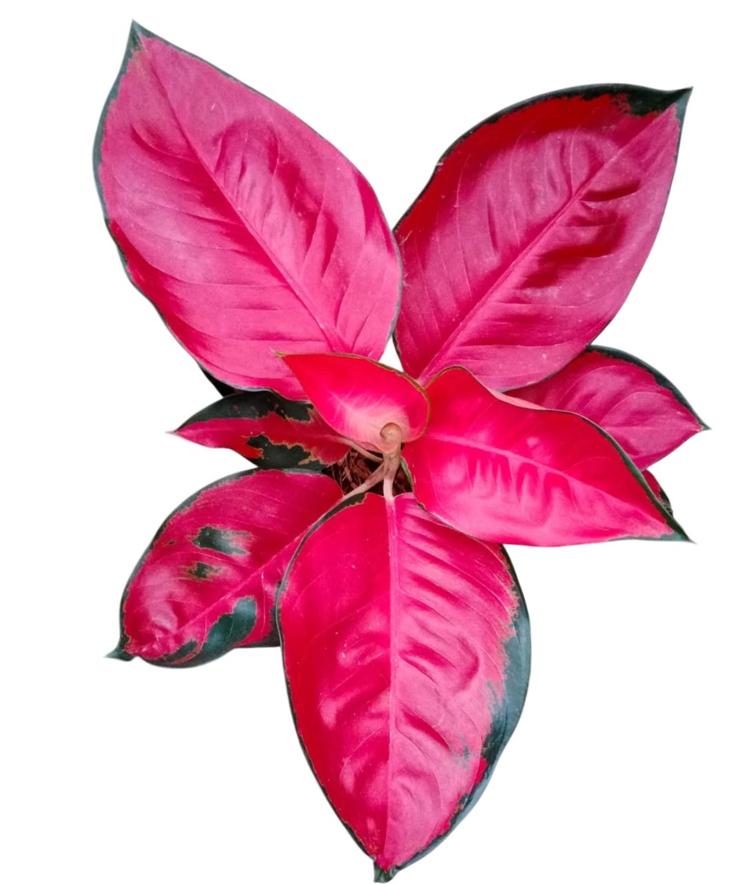 Aglaonema “Suksom Jaipong” Bundle of 10 Plants Wholesale